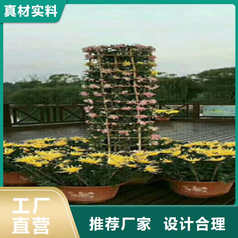 時令草花耐寒耐旱草花基地敢與同行比質量用品質贏得客戶信賴