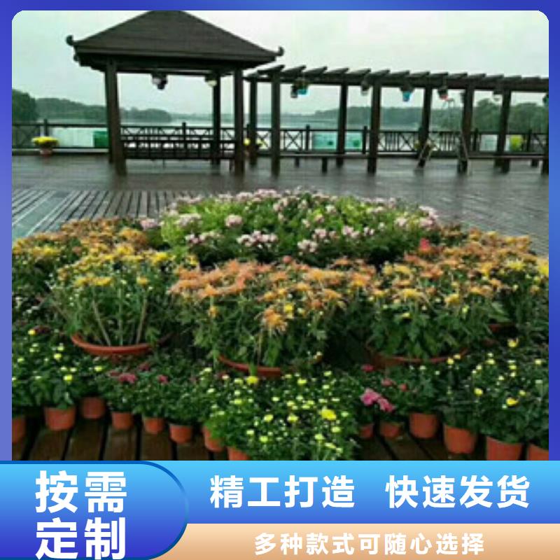時令草花宿根花卉基地全新升級品質(zhì)保障質(zhì)量上乘