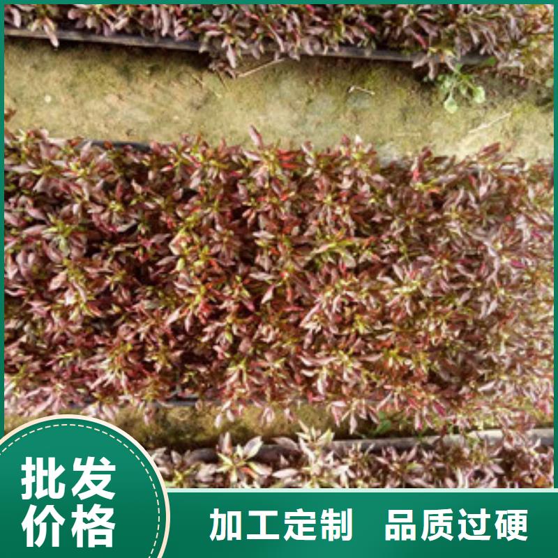 時令草花宿根花卉基地制造生產銷售本地生產廠家