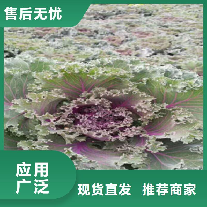 【时令草花柳叶马鞭草/薰衣草加工定制】品质保证