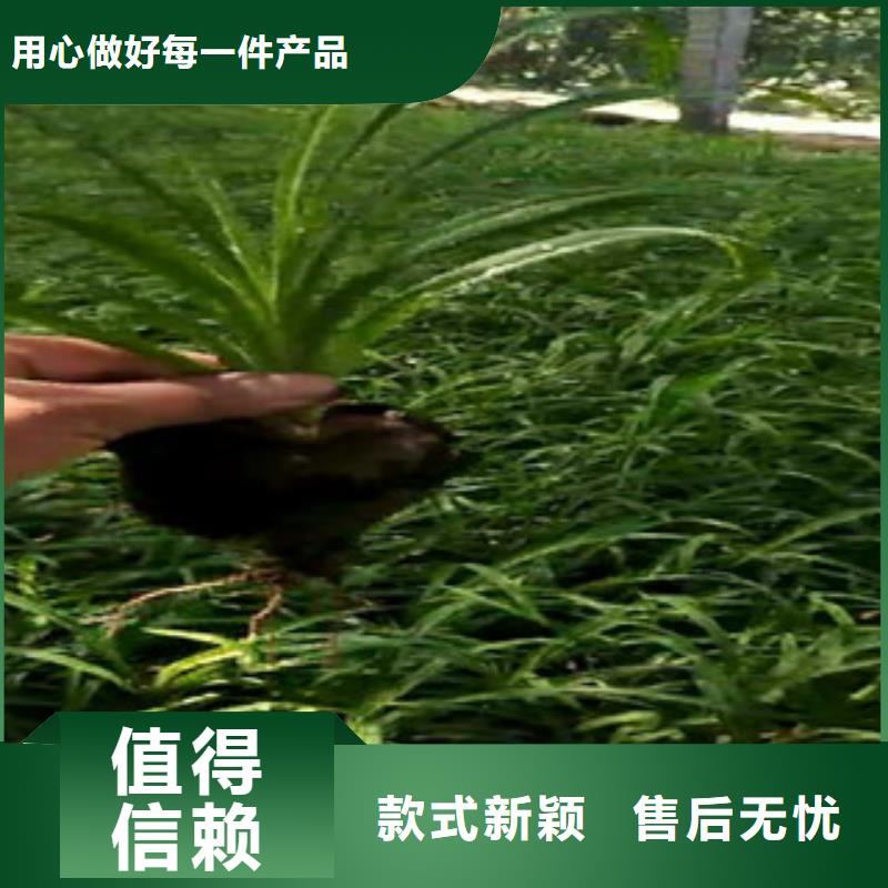 時令草花花海景觀工程送貨上門定制零售批發