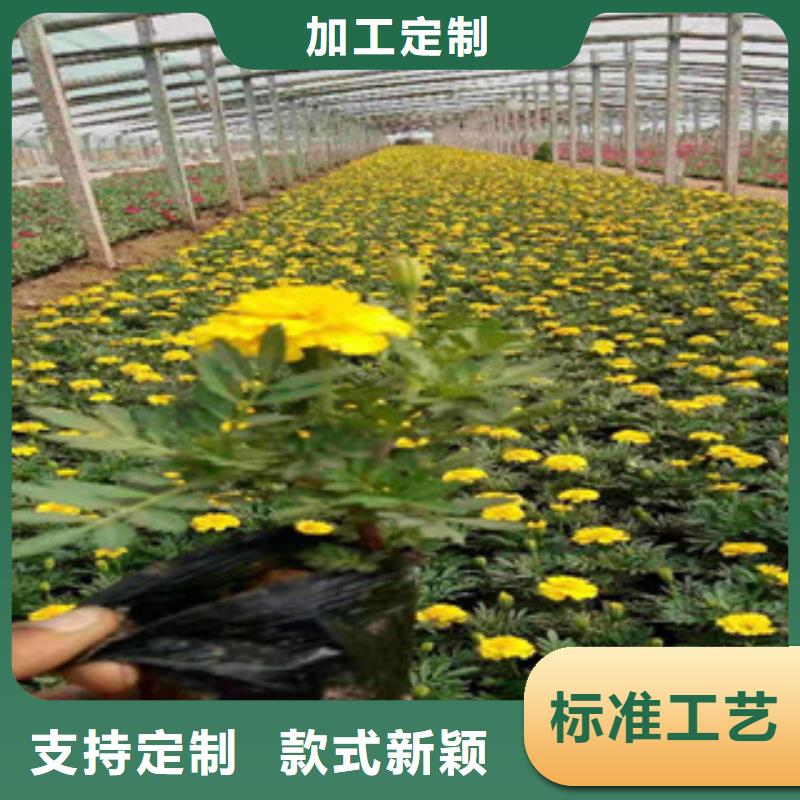 宿根花卉魯冰花/粉黛亂子草放心選購本地公司