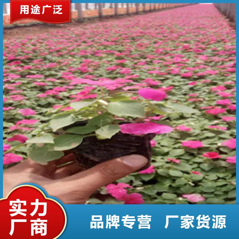 宿根花卉柳葉馬鞭草/薰衣草品質值得信賴工廠直營