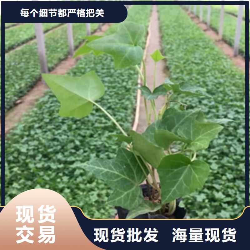 宿根花卉耐寒耐旱草花基地自主研發(fā)大量現(xiàn)貨供應