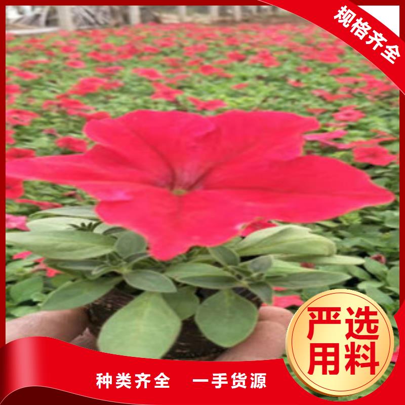 【宿根花卉時令花卉/綠化草花價格專業品質】以質量求生存