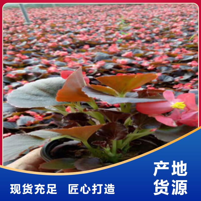 宿根花卉柳葉馬鞭草/薰衣草服務始終如一行業優選