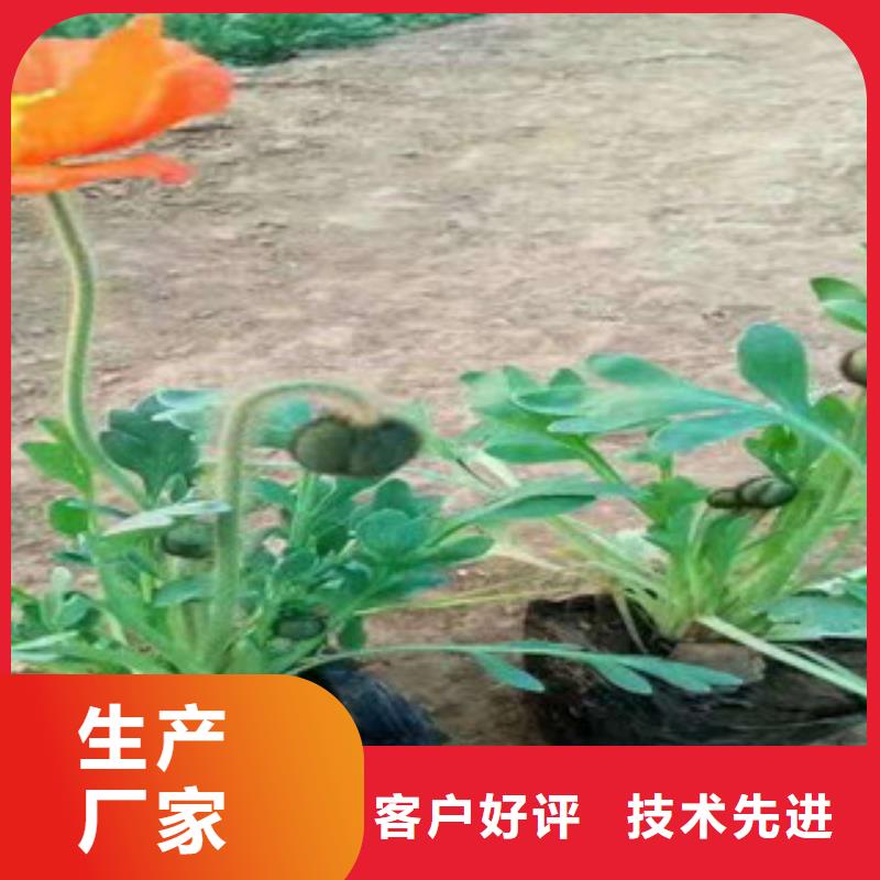【宿根花卉】魯冰花/粉黛亂子草敢與同行比價格本地供應商