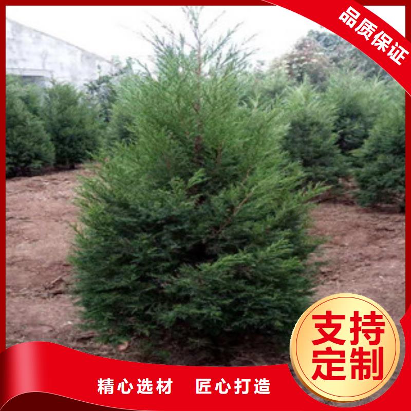宿根花卉花海景觀工程研發(fā)生產(chǎn)銷售設(shè)計合理