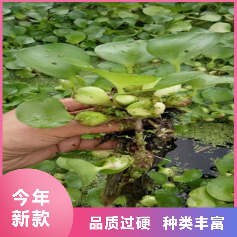 宿根花卉鲁冰花/粉黛乱子草随到随提【当地】供应商