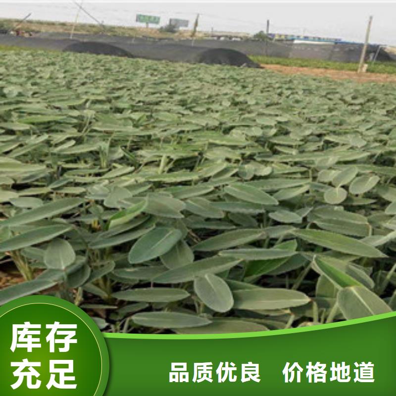 宿根花卉五一國慶草花批發用心做產品同城生產商