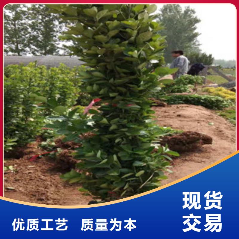 【宿根花卉】水生植物/荷花睡蓮廠家質量好