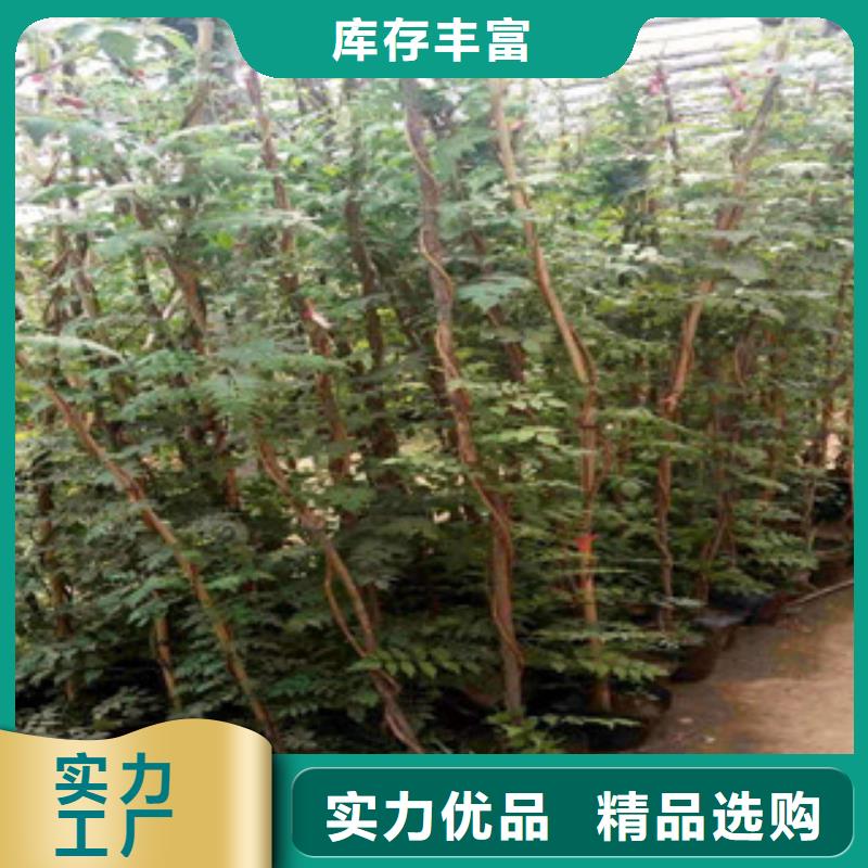 宿根花卉【水生植物/荷花睡蓮】真誠合作當(dāng)?shù)毓?yīng)商