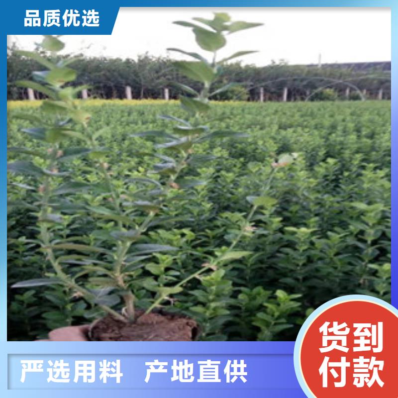 【宿根花卉】柳葉馬鞭草/薰衣草質量可靠本地貨源