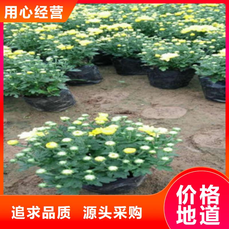 花海景觀-耐寒耐旱草花基地滿足您多種采購需求實體廠家