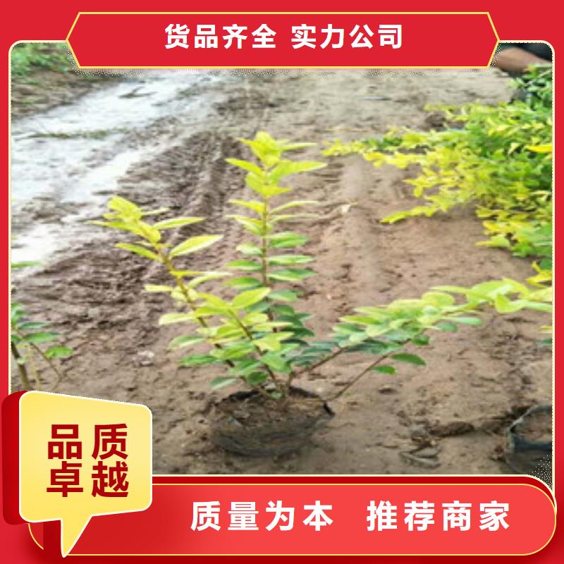 花海景觀五一國(guó)慶草花批發(fā)產(chǎn)地貨源同城供應(yīng)商
