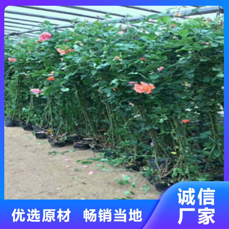 花海景觀,【魯冰花/粉黛亂子草】規(guī)格齊全同城生產(chǎn)商