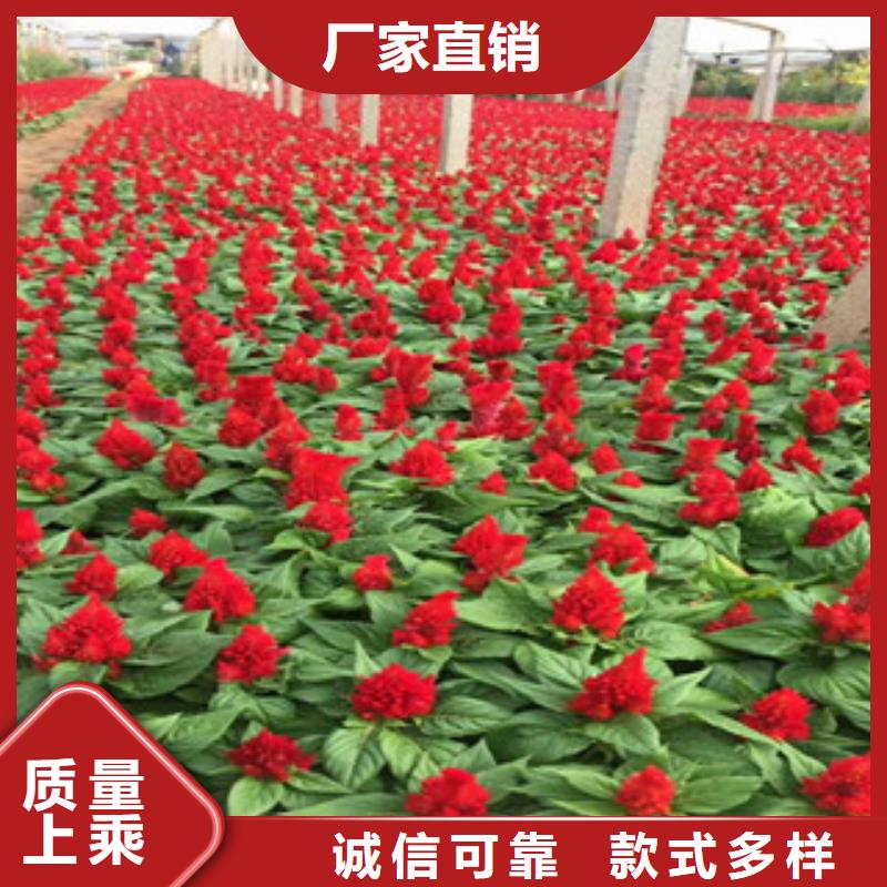 花海景觀-水生植物/荷花睡蓮現貨滿足大量采購一對一為您服務
