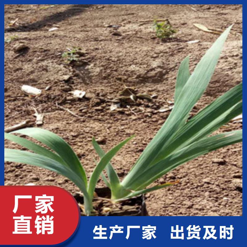花海景觀_水生植物/荷花睡蓮當地貨源聯系廠家