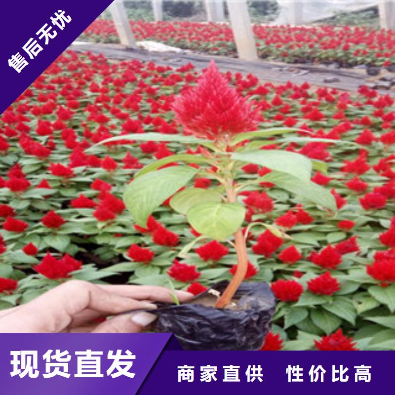 花海景觀宿根花卉基地老品牌廠家質量安心