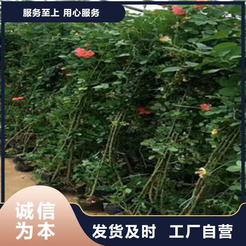 花海景觀_五一國慶草花批發(fā)訂購實(shí)力廠家直銷