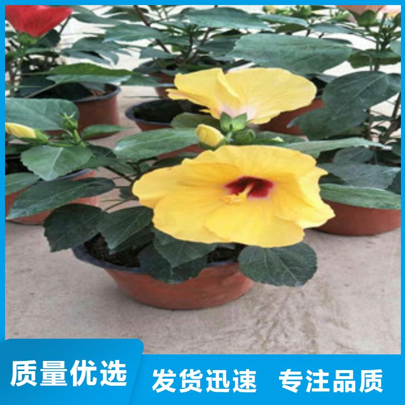 花海景觀水生植物/荷花睡蓮廠家現貨批發當地貨源