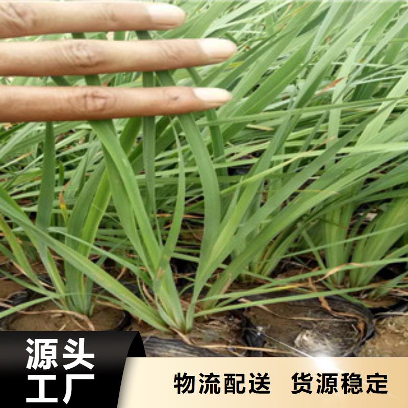 花海景觀-【觀賞草/蒲葦狼尾草】精挑細選好貨專業(yè)生產(chǎn)設(shè)備