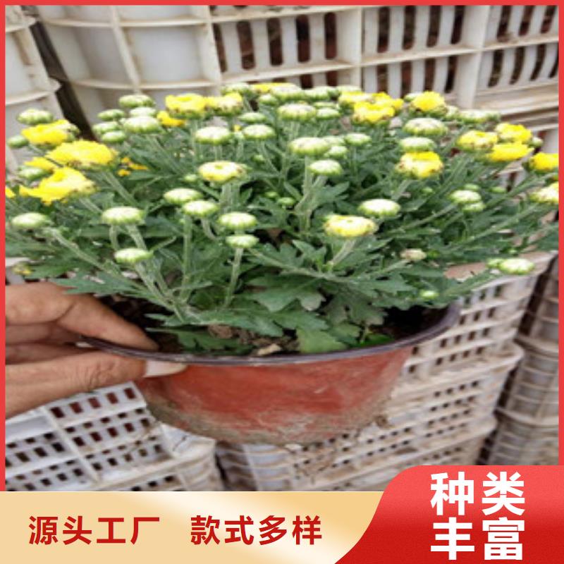 花海景觀魯冰花/粉黛亂子草高標(biāo)準(zhǔn)高品質(zhì)物美價優(yōu)