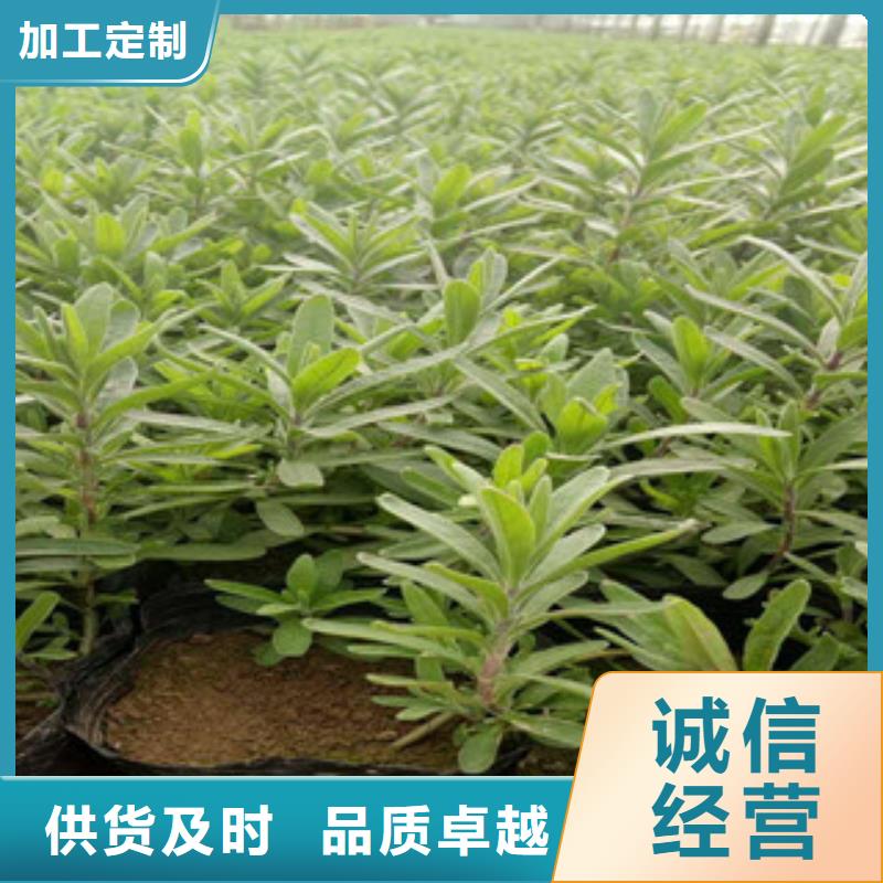 花海景觀宿根花卉基地優(yōu)良材質(zhì)專業(yè)供貨品質(zhì)管控