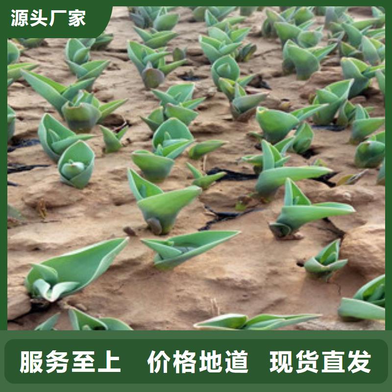 花海景觀時令花卉/綠化草花價格豐富的行業(yè)經(jīng)驗源頭采購