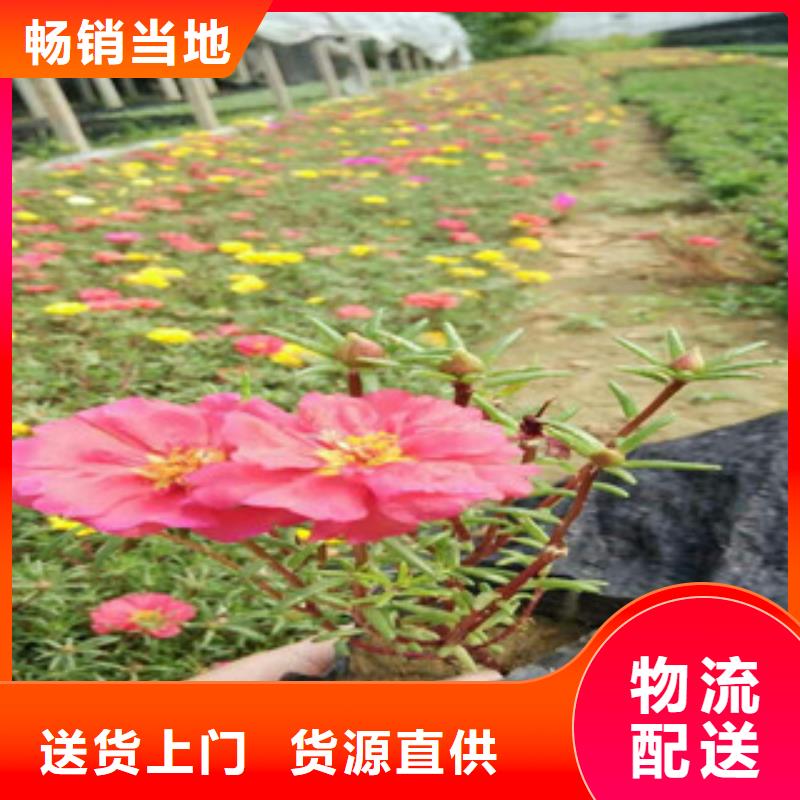 花海景觀魯冰花/粉黛亂子草品牌大廠家工廠采購