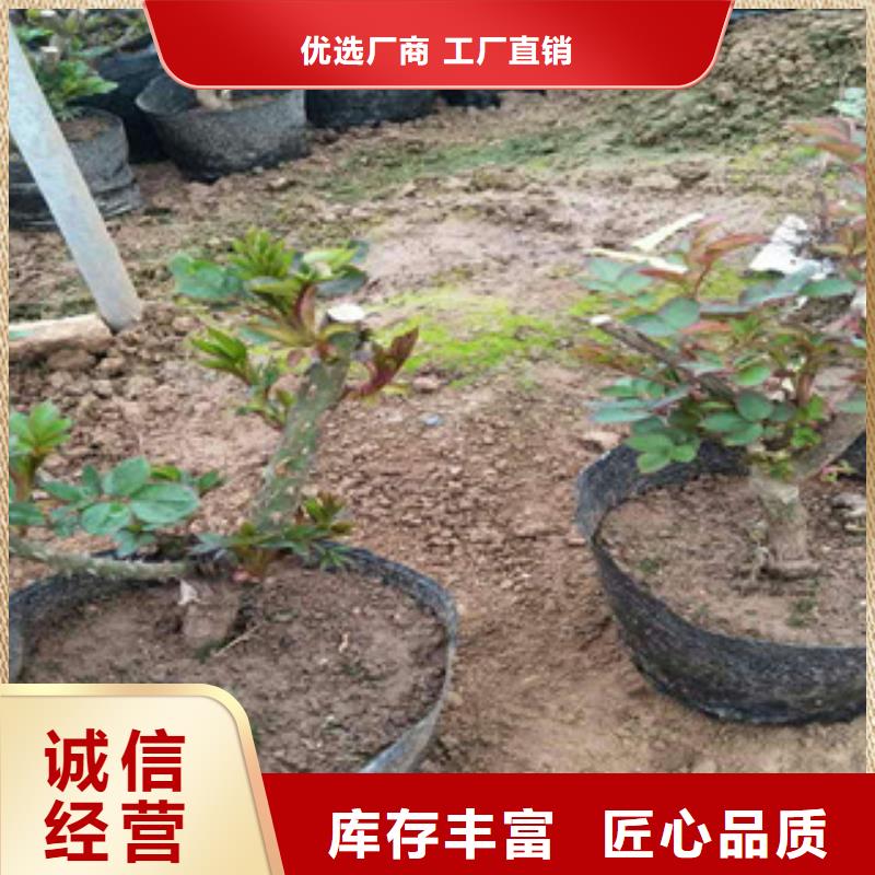 【花海景觀】-耐寒耐旱草花基地追求細節品質本地公司