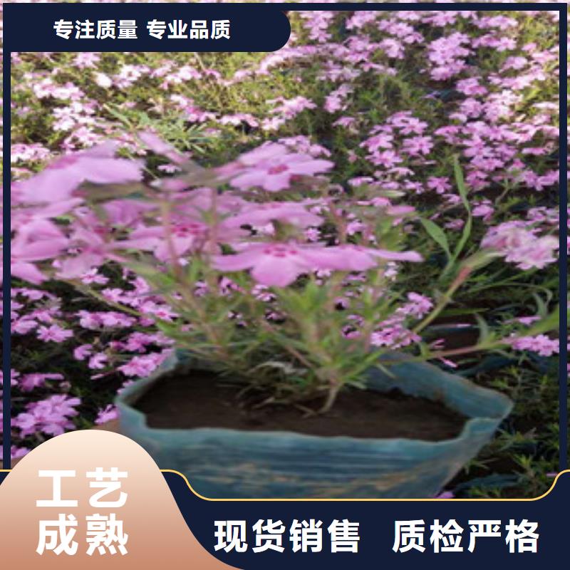 花海景观_【观赏草/蒲苇狼尾草】一手货源源头厂家附近服务商