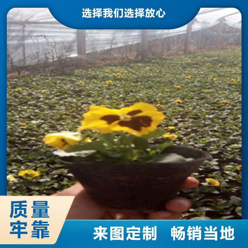 花海景观耐寒耐旱草花基地工厂采购工期短发货快