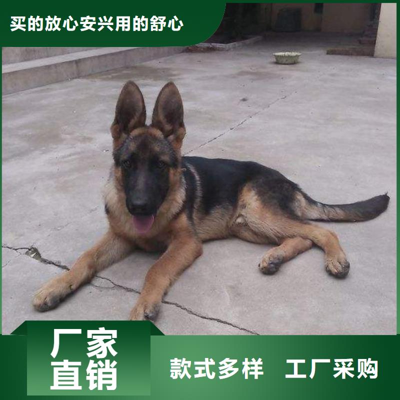 德国牧羊犬马犬用品质说话工程施工案例