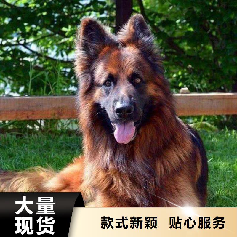 【德國牧羊犬】馬犬制造廠家廠家直銷放心