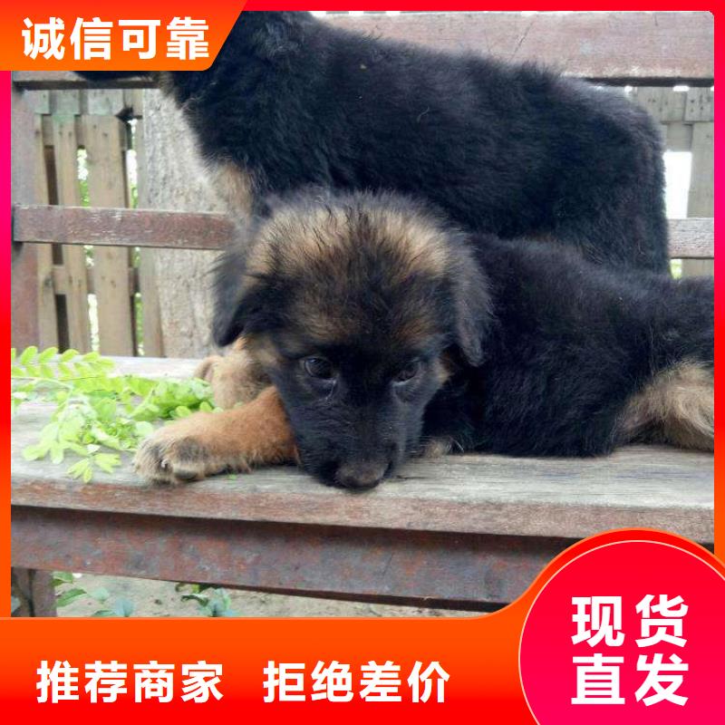 德国牧羊犬_卡斯罗犬厂家直销规格多样源厂直销