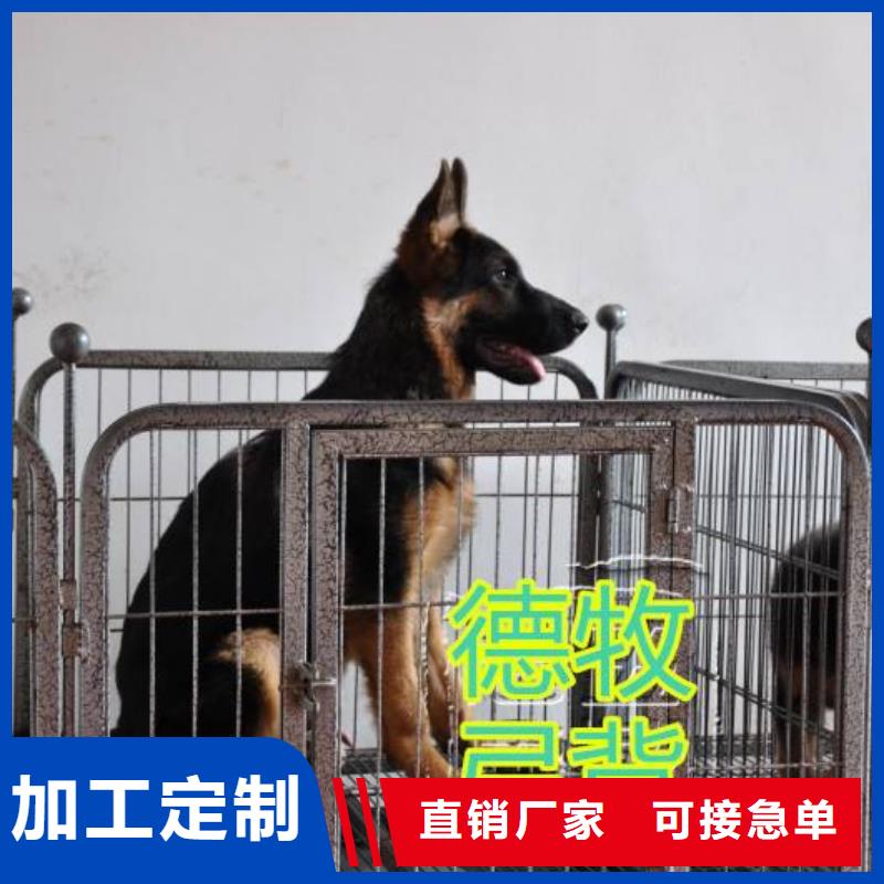 德國牧羊犬黑狼懂您所需同城貨源