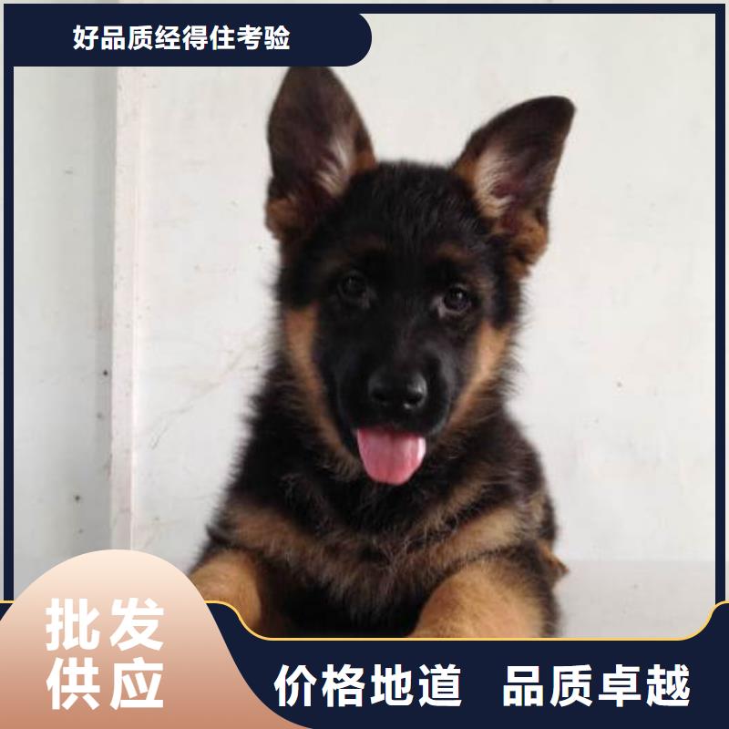 【德国牧羊犬】_杜高犬销售的是诚信附近品牌