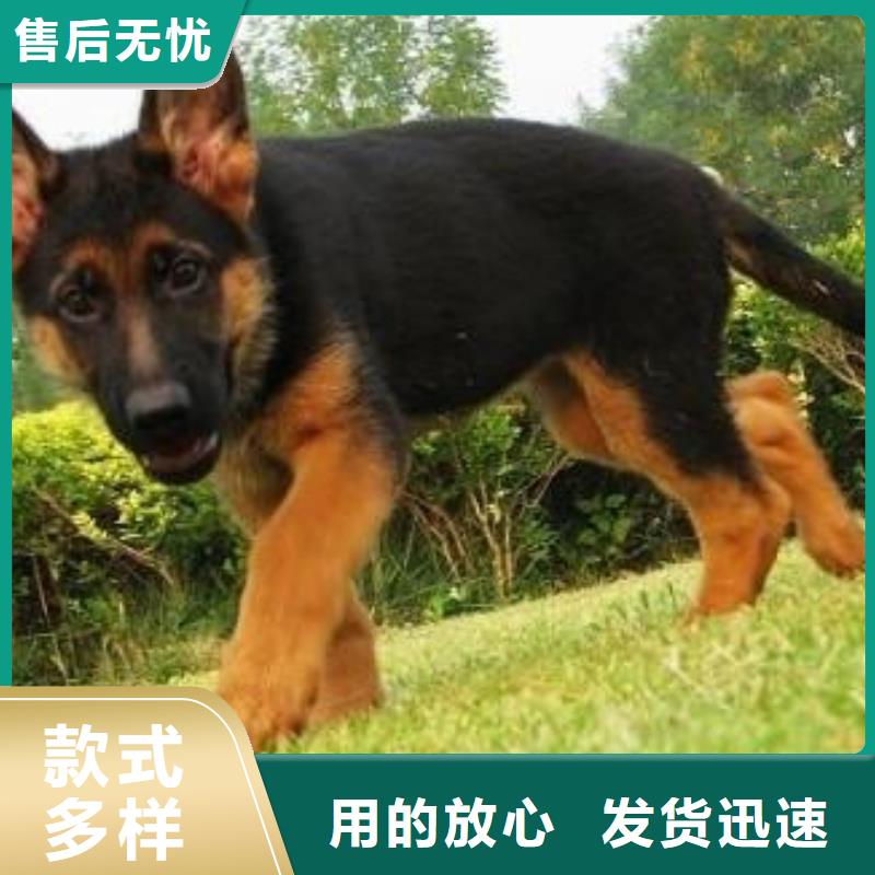 【德国牧羊犬卡斯罗犬诚信经营】【本地】制造商