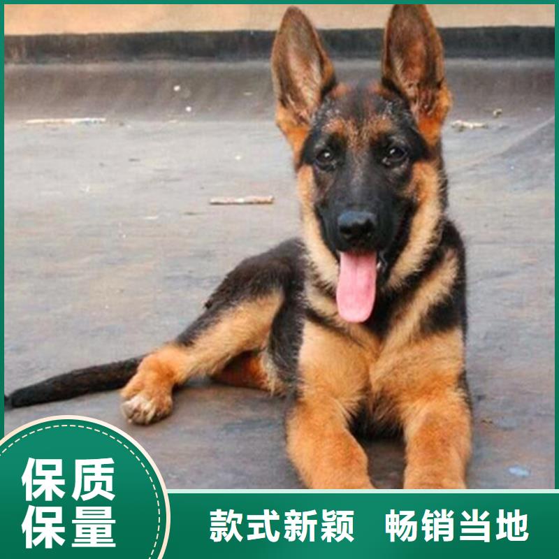 德國牧羊犬杜賓犬工程施工案例供應(yīng)商