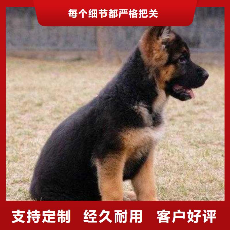 德國牧羊犬羅威納犬工廠價格廠家新品