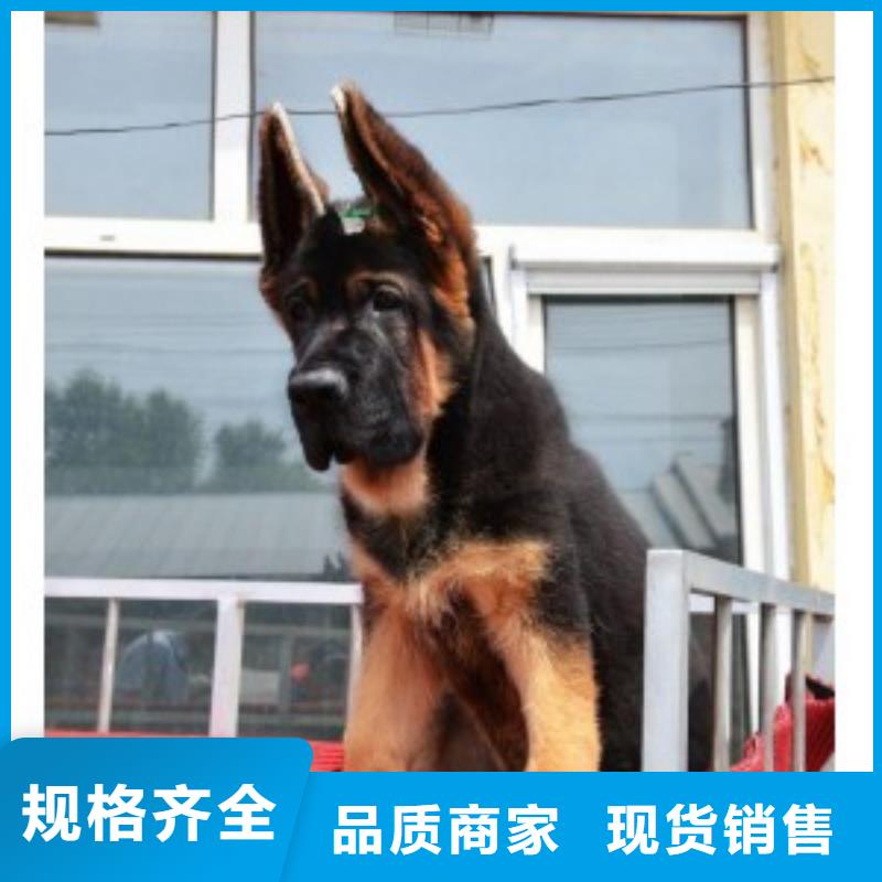 德國牧羊犬-【比特犬】24小時下單發貨本地貨源