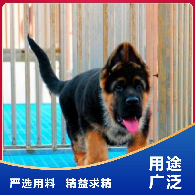 德国牧羊犬马犬实力见证专业设计