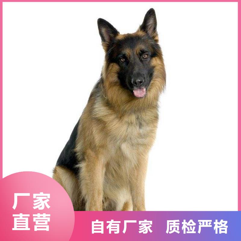 德国牧羊犬_黑狼经销商原厂制造