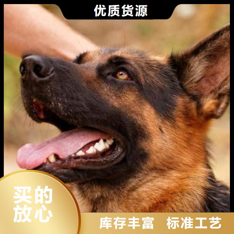 德國牧羊犬【杜高犬】一手貨源廠家