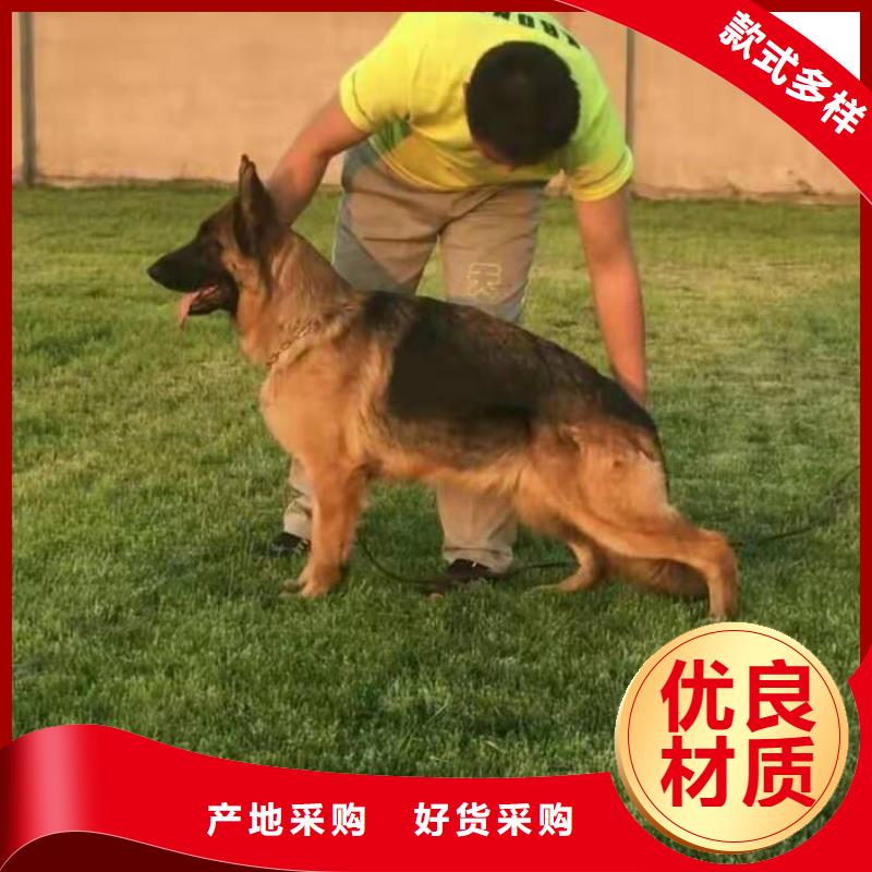 德国牧羊犬比特犬推荐厂家本地制造商