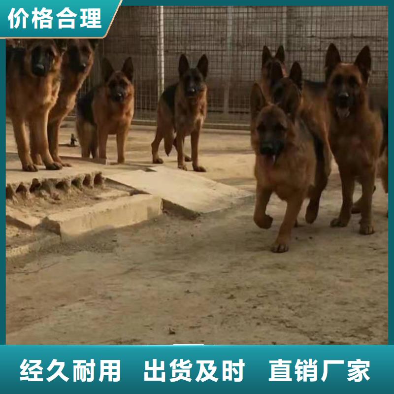 德国牧羊犬杜宾犬同行低价{本地}公司