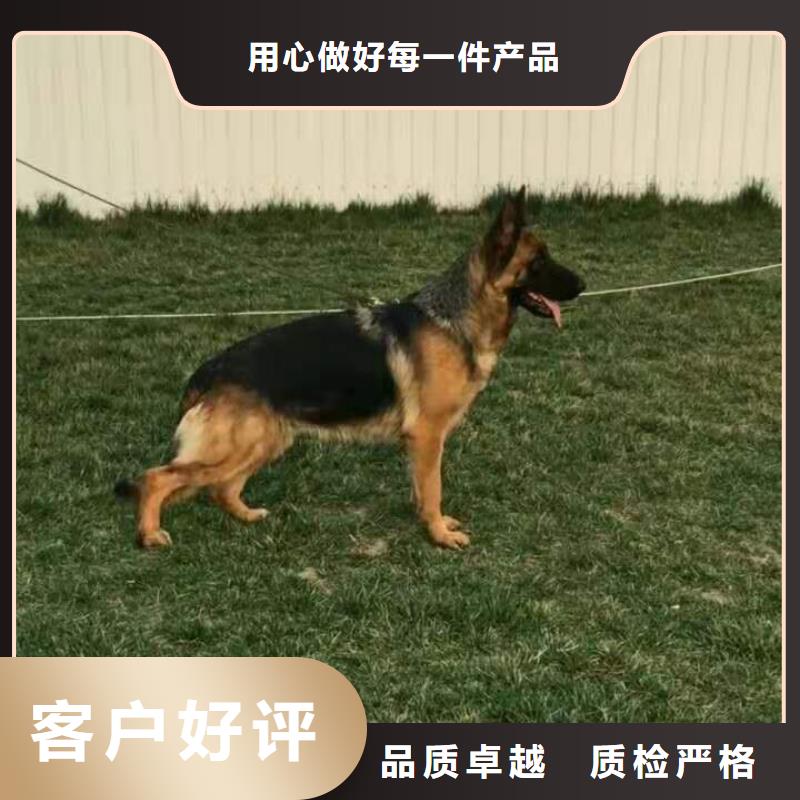 【德国牧羊犬】马犬支持货到付清{本地}生产商