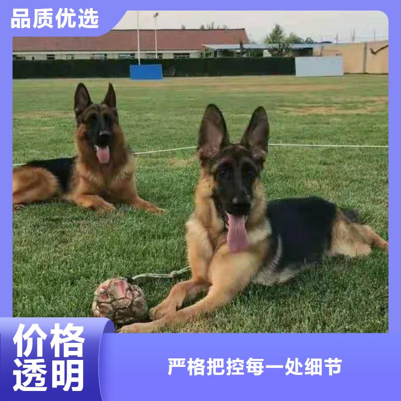 德国牧羊犬杜宾犬快速生产保质保量