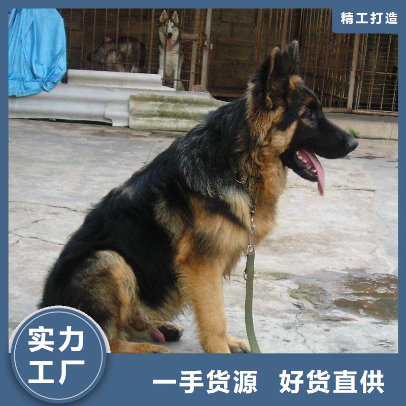 德国牧羊犬马犬品质优良<本地>供应商